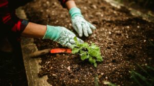 organic gardening practices, soil health improvement, sustainable gardening tips, natural soil enhancement, organic gardening methods, soil regeneration techniques, eco-friendly gardening solutions, soil fertility tips, organic garden care, improve soil structure